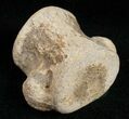 Champsosaurus Vertebrae (Cretaceous Reptile) #12036-1